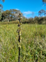 Prasophyllum elatum
