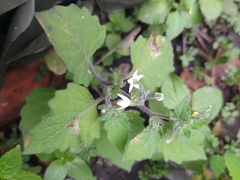 Solanum nigrum