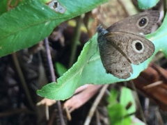 Ypthima horsfieldii humei