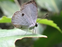 Neopithecops zalmora zalmora