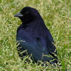 Molothrus bonariensis