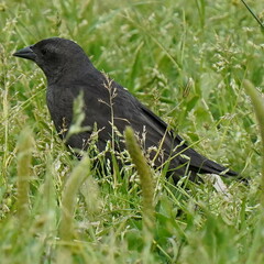 Molothrus bonariensis