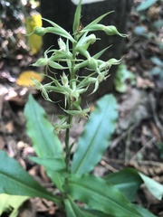 Habenaria stenopetala