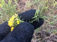 Euthamia caroliniana