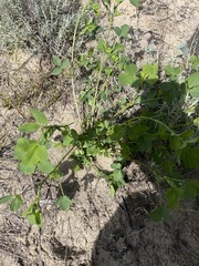 Medicago lupulina
