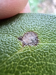 Botryosphaeria dothidea