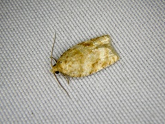 Acleris affinatana