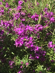 Polygala myrtifolia