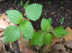 Urtica urens