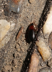 Calathus melanocephalus