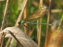 Calopteryx splendens