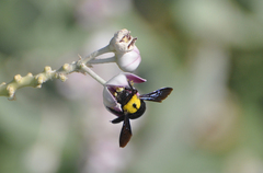 Xylocopa pubescens