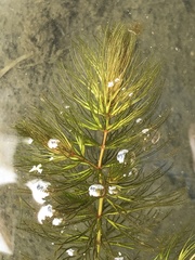 Ceratophyllum echinatum