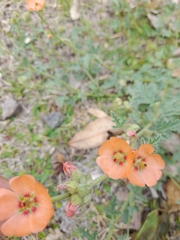 Sphaeralcea cordobensis