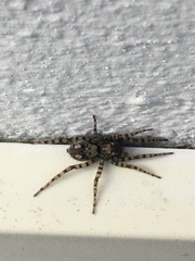 Arctosa perita