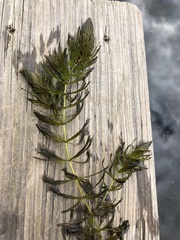 Ceratophyllum echinatum