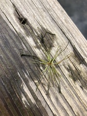 Ceratophyllum echinatum