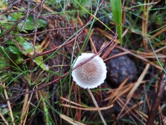 Mycena galopus