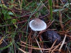 Mycena galopus