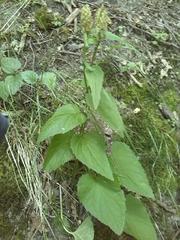 Phyteuma spicatum spicatum