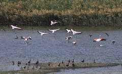 Phoenicopterus roseus