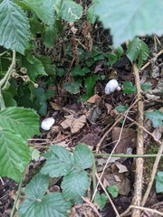 Hypomyces
