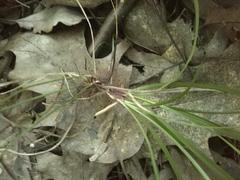 Carex digitata