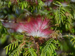 Calliandra surinamensis