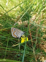 Plebejus argus