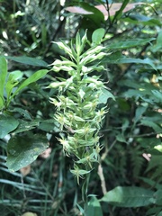 Habenaria stenopetala