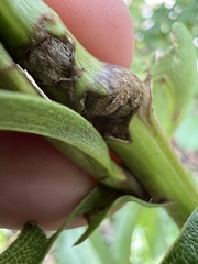 Epiblema scudderiana