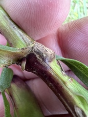 Epiblema scudderiana