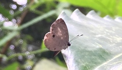 Neopithecops zalmora zalmora