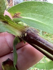 Epiblema scudderiana