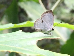 Neopithecops zalmora zalmora