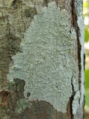 Pertusaria