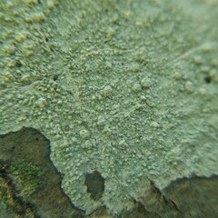 Pertusaria