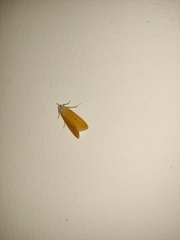 Scirpophaga incertulas