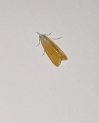 Scirpophaga incertulas