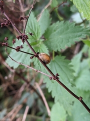 Succinea putris