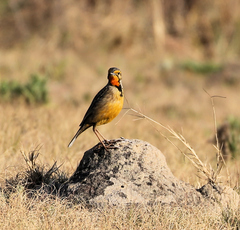 Macronyx capensis colletti