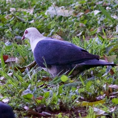 Columba leucomela