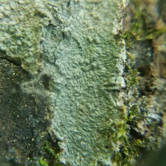 Pertusaria