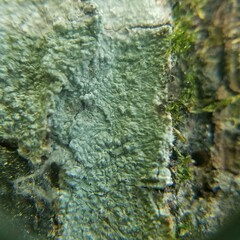 Pertusaria