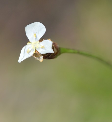 Xyris platylepis