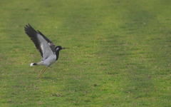 Vanellus indicus