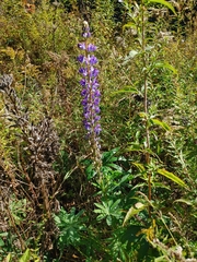 Lupinus polyphyllus