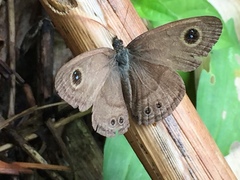 Ypthima horsfieldii humei