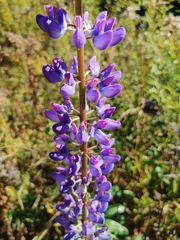 Lupinus polyphyllus
