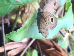 Ypthima horsfieldii humei